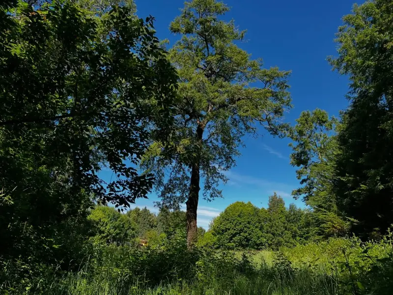 Imagen de Parcelas en Sector Pelales, Maquehue