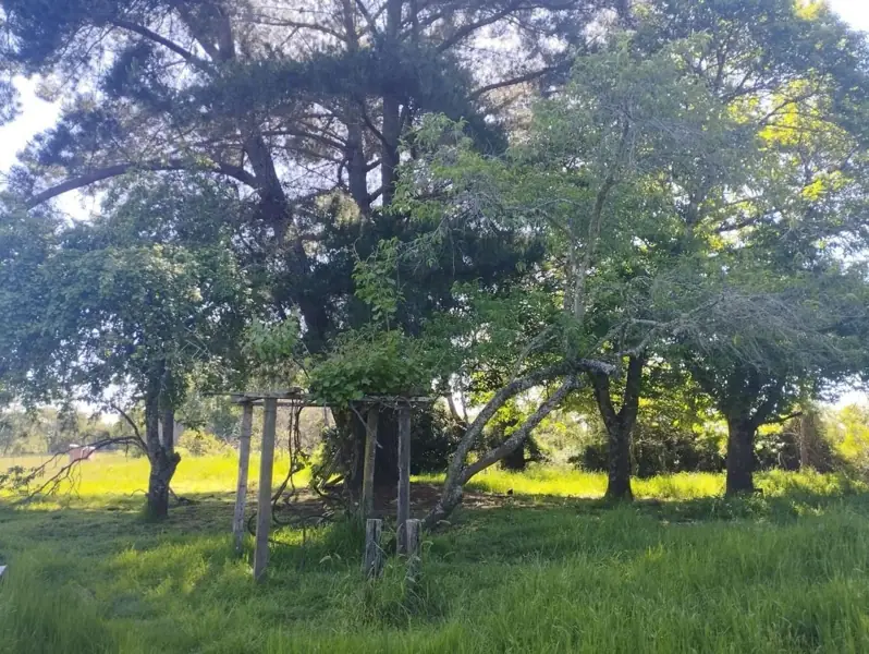 Imagen de Vendemos parcela en Sector Millahuín Bajo