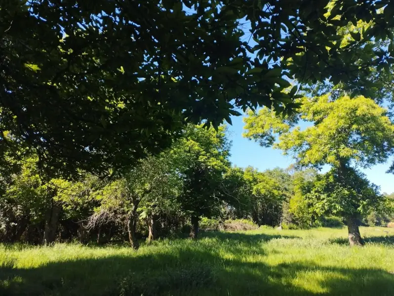 Imagen de Vendemos parcela en Sector Millahuín Bajo